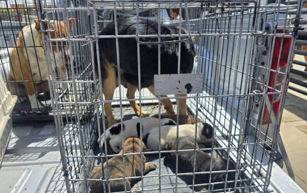 Rescatan 43 mascotas víctimas de maltrato en Ciudad Juárez