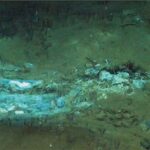Hallan en el Índico el mayor cementerio de ballenas del mundo
