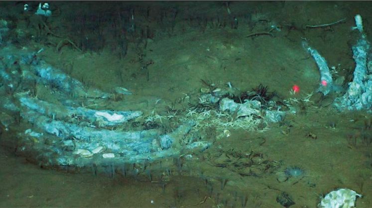 Hallan en el Índico el mayor cementerio de ballenas del mundo