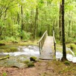 Tamaulipas desaprovecha su potencial forestal pese a su extensión