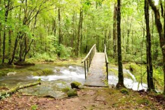 Tamaulipas desaprovecha su potencial forestal pese a su extensión