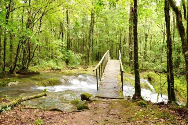 Tamaulipas desaprovecha su potencial forestal pese a su extensión