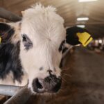 Nuevo León refuerza apoyos para mejoramiento genético ganadero