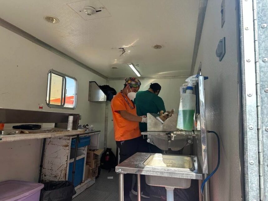 Puebla supera 18 mil esterilizaciones gratuitas de mascotas