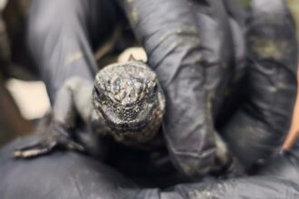 Trasladan 32 iguanas marinas de Galápagos a Quito para rehabilitación