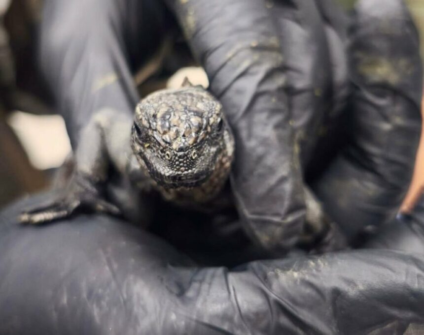Trasladan 32 iguanas marinas de Galápagos a Quito para rehabilitación