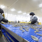 China autoriza a ocho exportadoras ecuatorianas de camarón