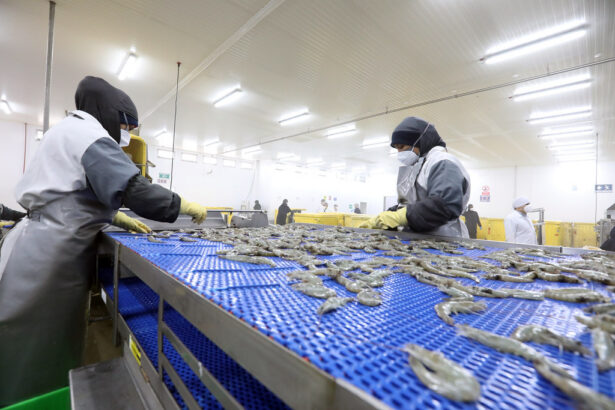 China autoriza a ocho exportadoras ecuatorianas de camarón