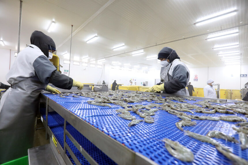 China autoriza a ocho exportadoras ecuatorianas de camarón