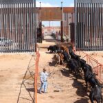 Chihuahua reactiva exportación de ganado a EU tras cierre sanitario