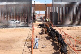 Chihuahua reactiva exportación de ganado a EU tras cierre sanitario