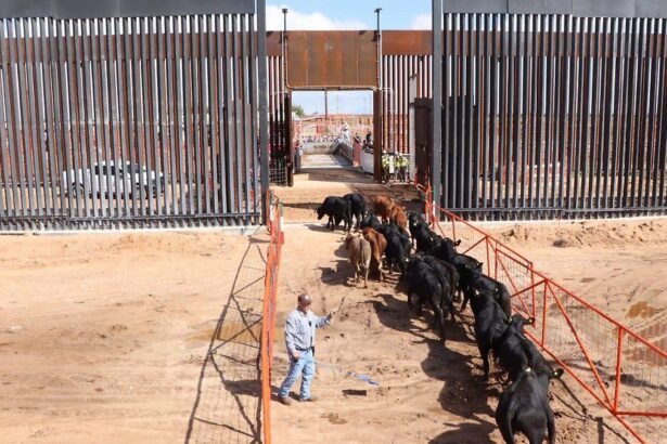 Chihuahua reactiva exportación de ganado a EU tras cierre sanitario