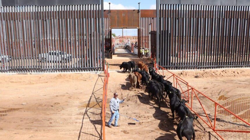 Chihuahua reactiva exportación de ganado a EU tras cierre sanitario