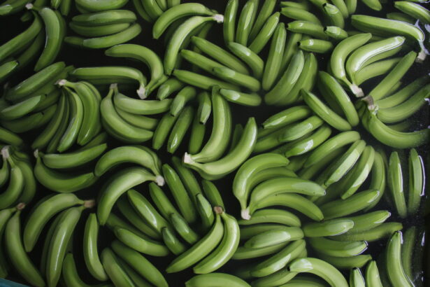 FAO destina 65 mil dólares a control de plagas agrícolas en Ecuador