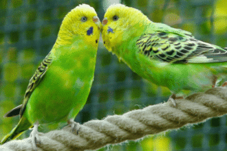 Posesión ilegal de loros y pericos en México: multas y cárcel
