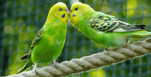Posesión ilegal de loros y pericos en México: multas y cárcel