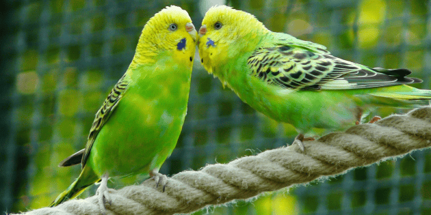 Posesión ilegal de loros y pericos en México: multas y cárcel