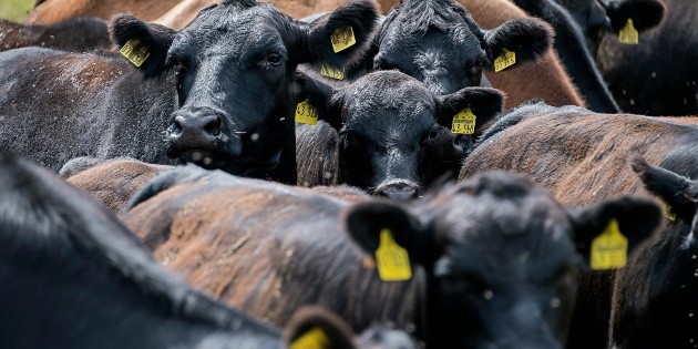 Detectan primer caso humano del virus Shamonda en Francia